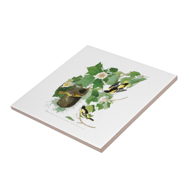 Baltimore Oriole John James Audubon Birds America Tile (Side)