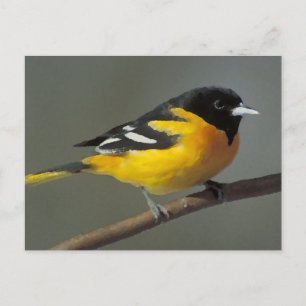 Baltimore Oriole Logo (palette) Postcard