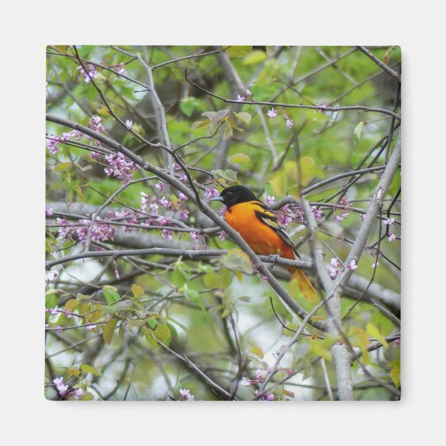 Baltimore Oriole Magnet (Front)