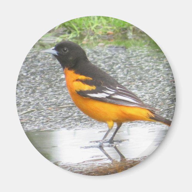 Baltimore Oriole magnet (Front)