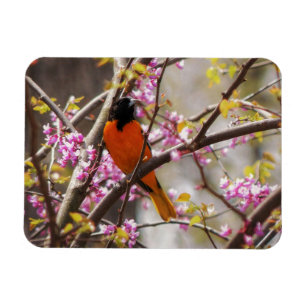 Baltimore Oriole Magnet
