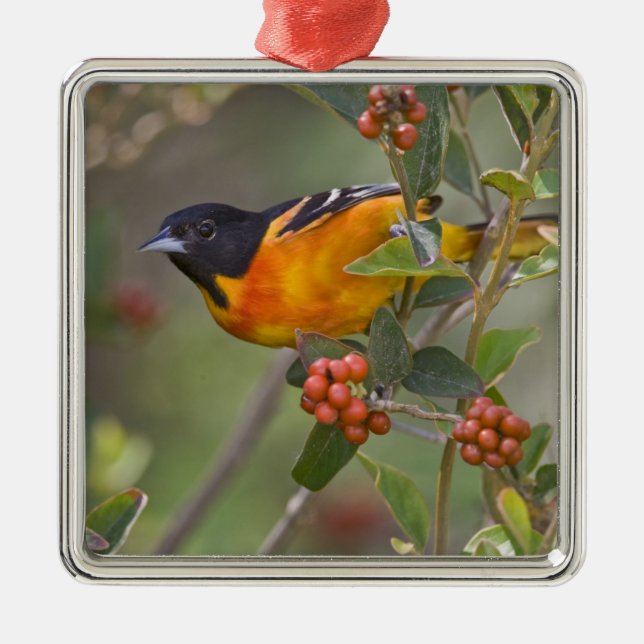 Baltimore Oriole Metal Ornament (Front)