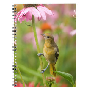 Baltimore Oriole Notebook