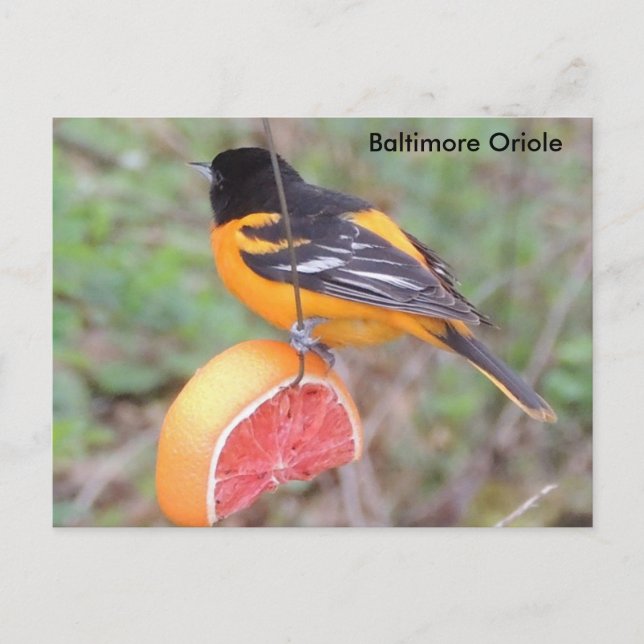 Baltimore oriole postcard (Front)