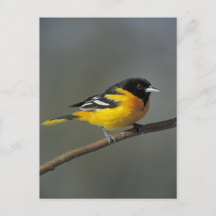 baltimore oriole postcard