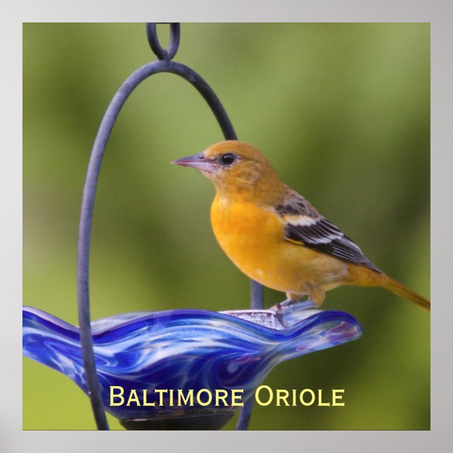Baltimore Oriole Poster (Front)