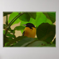 Baltimore Oriole