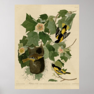 Baltimore Oriole Poster