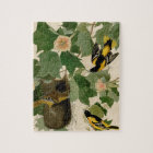 Baltimore Oriole Rare Audubon