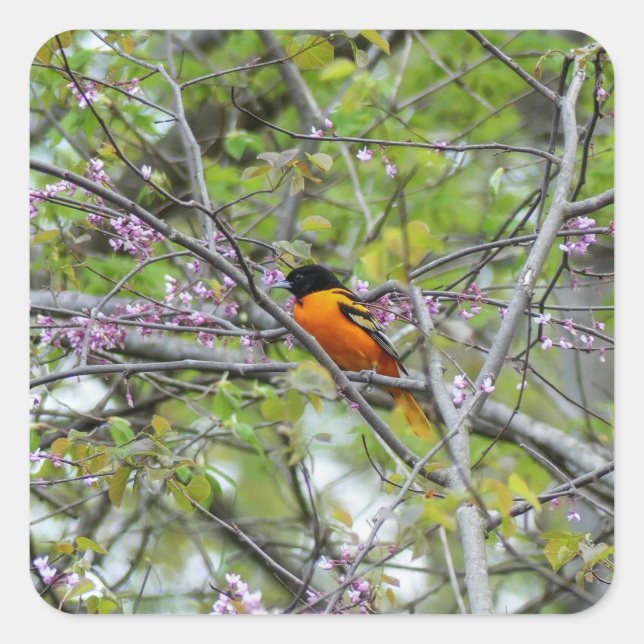 Baltimore Oriole Square Sticker (Front)