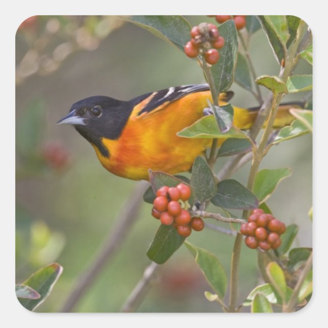 Baltimore Oriole Square Sticker (Front)