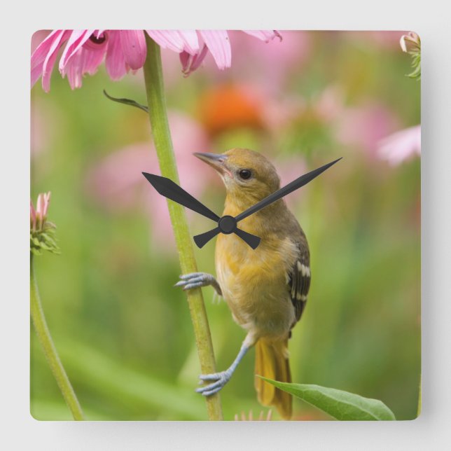 Baltimore Oriole Square Wall Clock (Front)