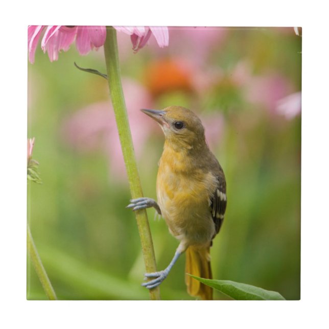 Baltimore Oriole Tile (Front)