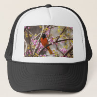 Baltimore Oriole