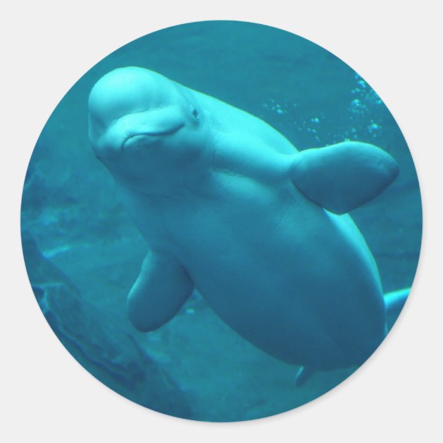 Baluga Whale Classic Round Sticker (Front)