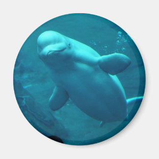 Baluga Whale Magnet