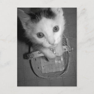 bambam kitty postcard