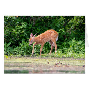 Bambi by the water