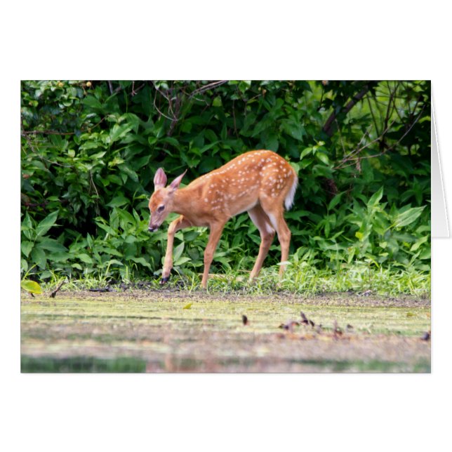 Bambi by the water (Front Horizontal)