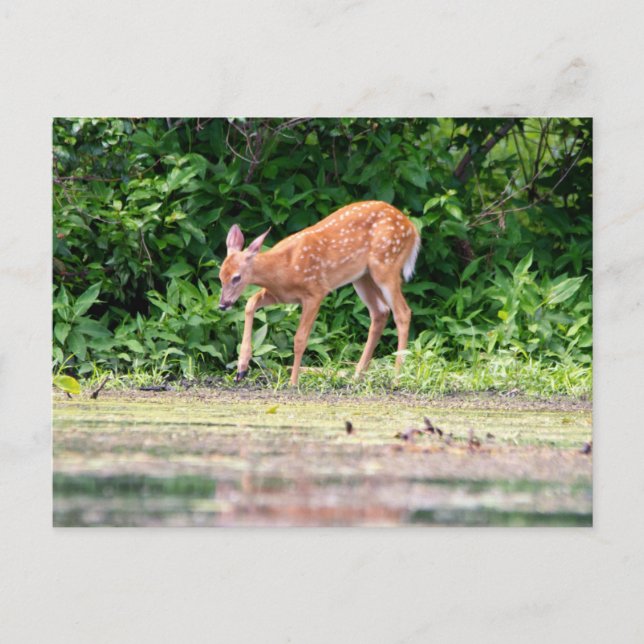 Bambi by the water postcard (Front)