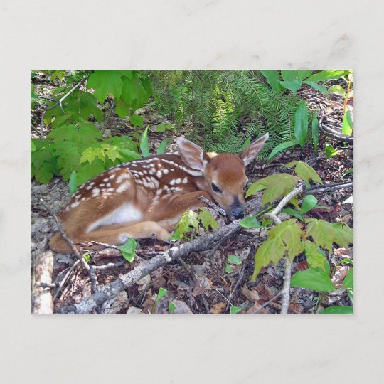 Bambi Le Bebe Chevreuil Postcard Zazzle Ca