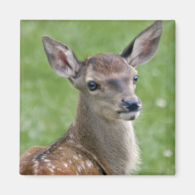 Bambi Magnet (Front)
