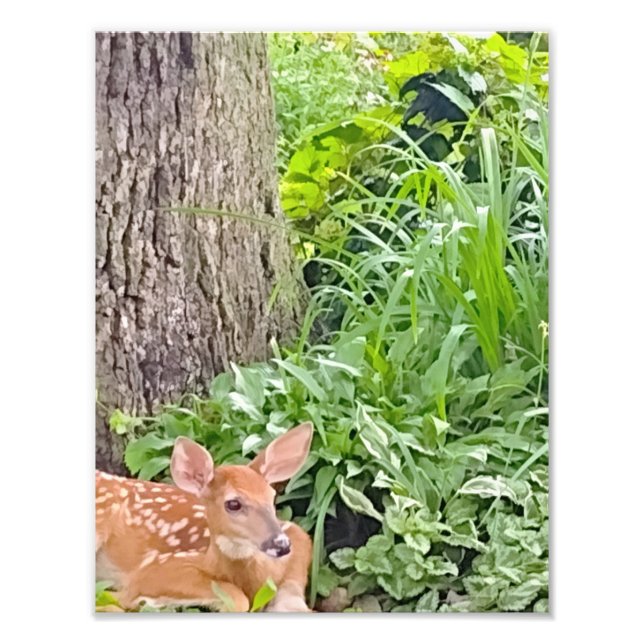 Bambi Photo Print (Front)