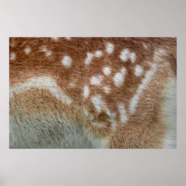 BAMBI POSTER (Front)