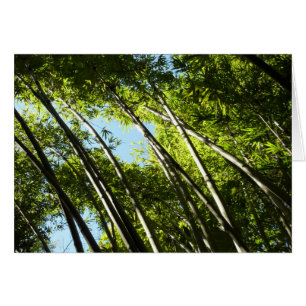 Bamboo Botanical Nature