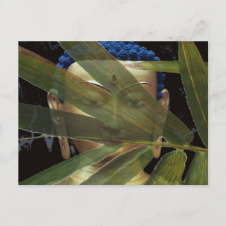 Bamboo Buddha Postcard
