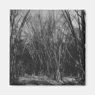 Bamboo Clump, Trinidad, c.1891 Magnet