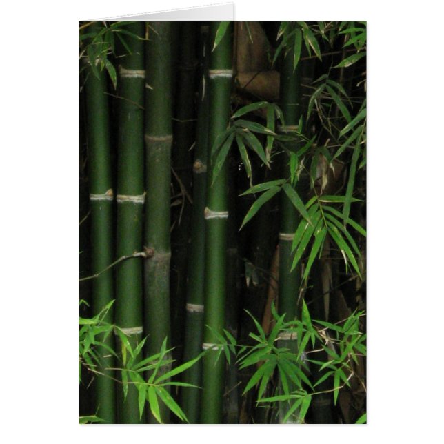 Bamboo ... Fao Rai, Nong Khai, Isaan, Thailand (Front)