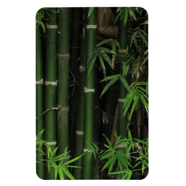 Bamboo ... Fao Rai, Nong Khai, Isaan, Thailand Magnet (Vertical)
