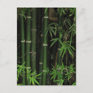 Bamboo ... Fao Rai, Nong Khai, Isaan, Thailand Postcard