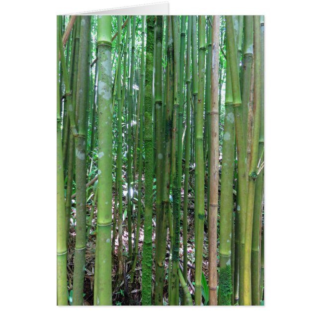 Bamboo Forest (Front)