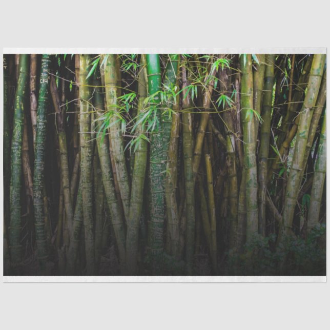 Bamboo Forest Decoupage 11 Background 2 Tissue Paper (Front)