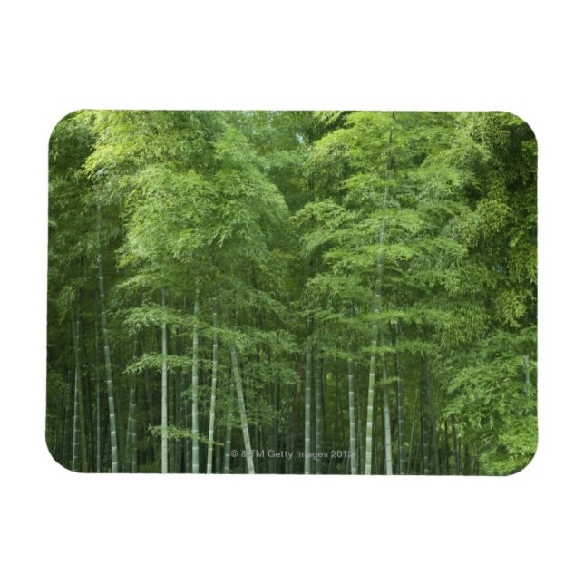 Bamboo Forest Magnet (Horizontal)
