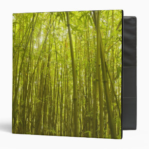 Bamboo Forest near Waikamoi Ridge Trail, North Binder