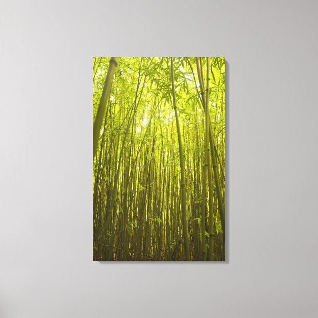 Bamboo Forest near Waikamoi Ridge Trail, North Canvas Print (Front)