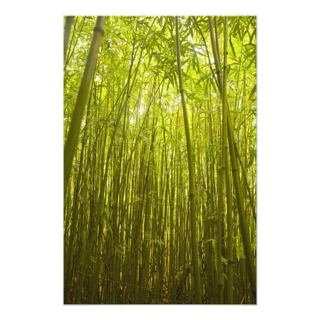 Bamboo Forest near Waikamoi Ridge Trail, North Photo Print (Front)