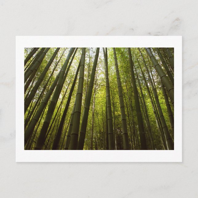 Bamboo Forest of Sagano, Kyoto Postcard (Front)