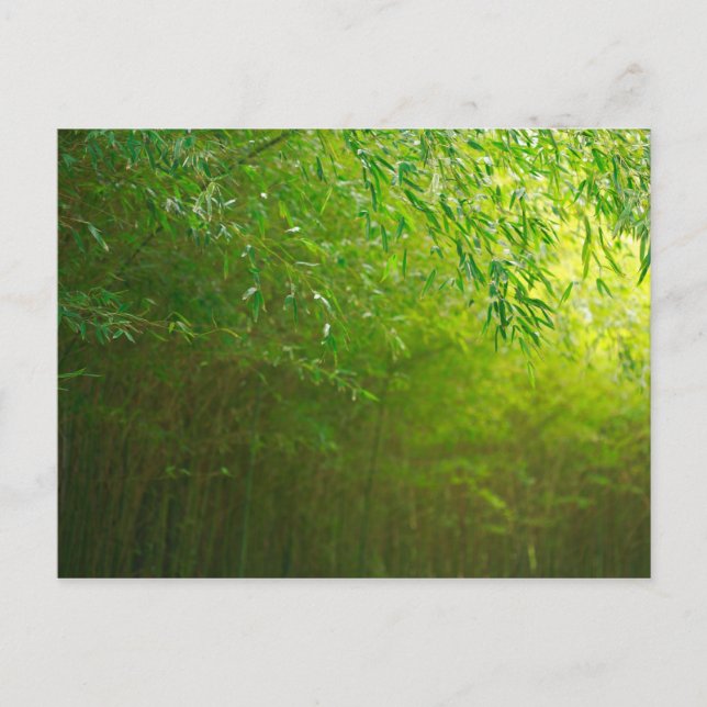 Bamboo forest postcard (Front)