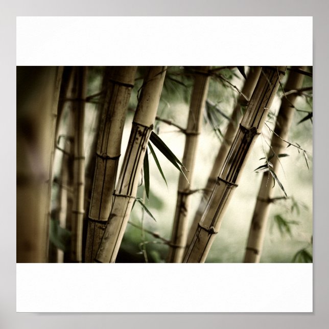 Bamboo forest poster (Front)