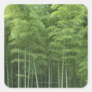 Bamboo Forest Square Sticker