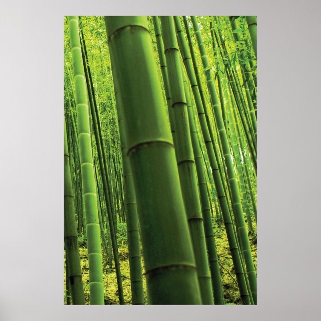 Bamboo Forest - Zen Art (Piece 3 of 3) Poster (Front)