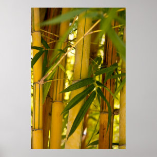 Bamboo garden poster