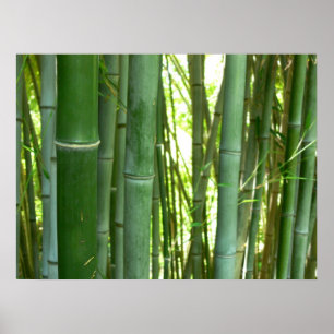 Bamboo Grove Poster