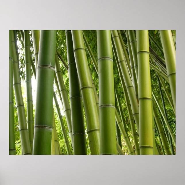 Bamboo grove Poster (Front)