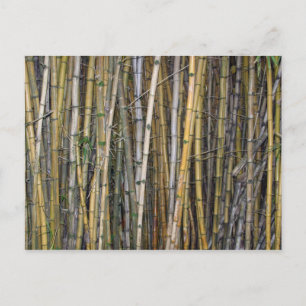 Bamboo in Hilo, Hawaii - Postcard