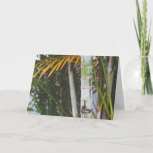 Bamboo of Mexico Card